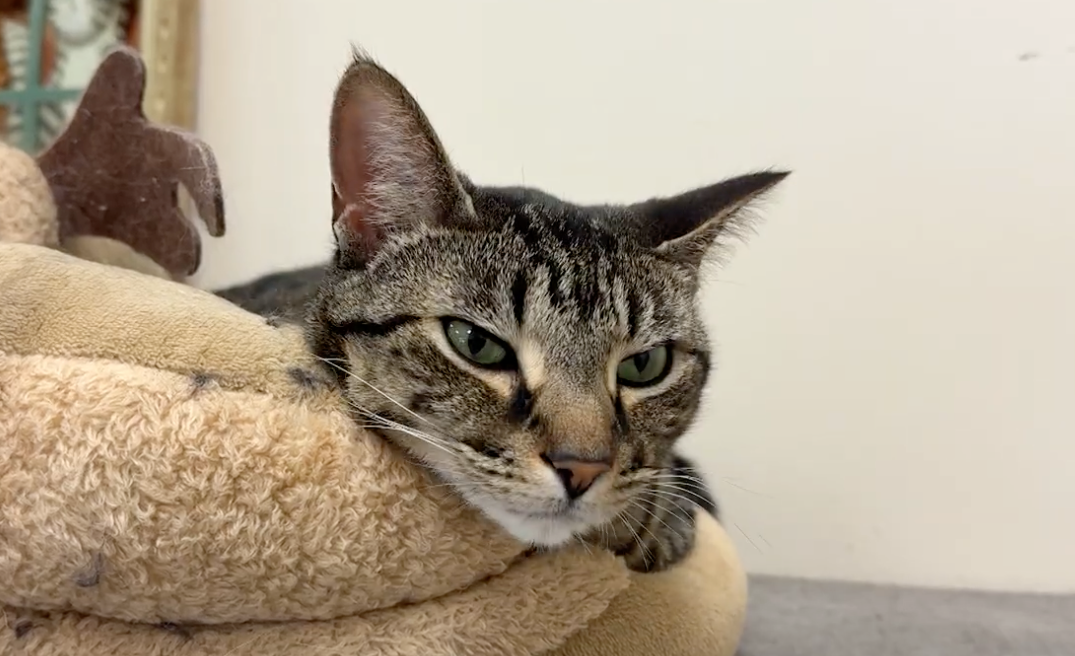 Cats and dogs staying at the Carolina Pet Resort felt a series of earthquakes throughout the spring. 