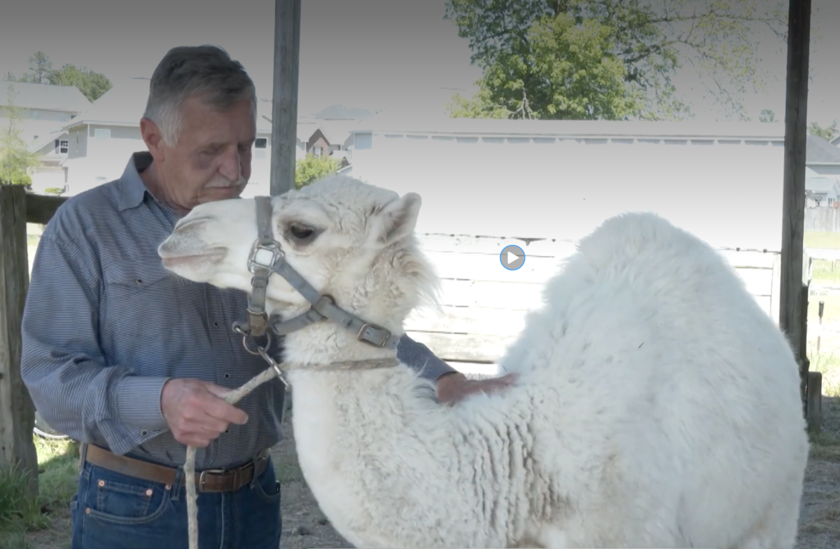 Abraham 2.0 is training to become as famous a camel as his predecessor. 